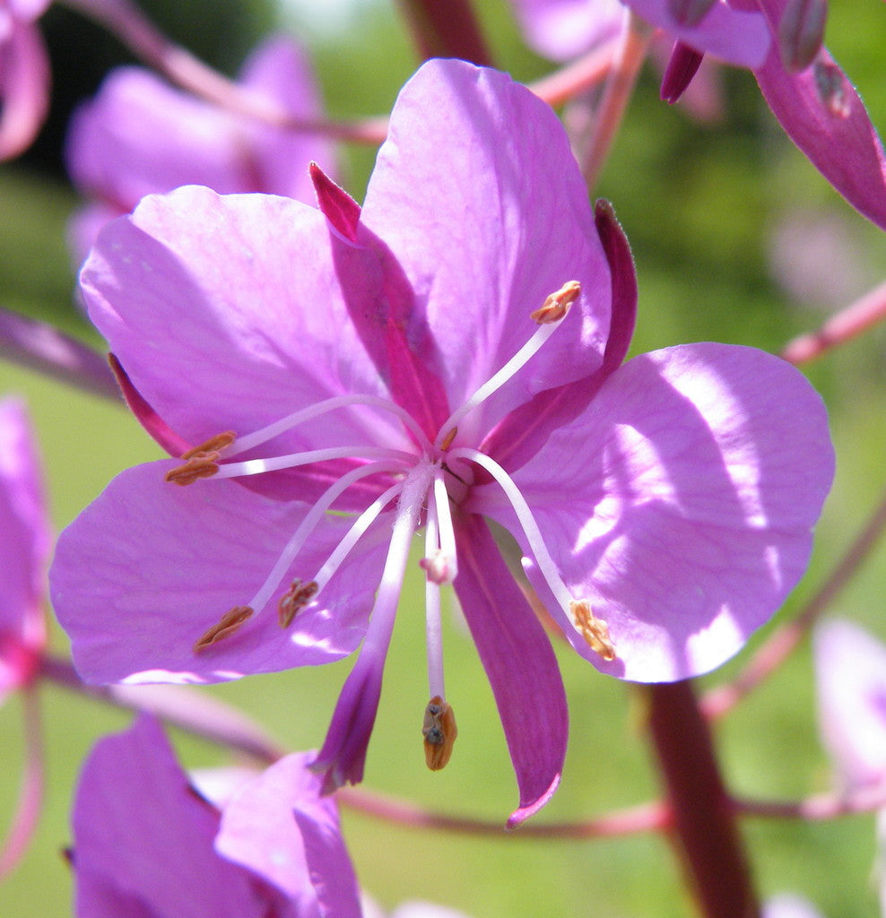 Epilobium Angustifolium Flower seeds for Planting Cottage Garden Essential Heirloom & GMO Free Seeds for Home Garden