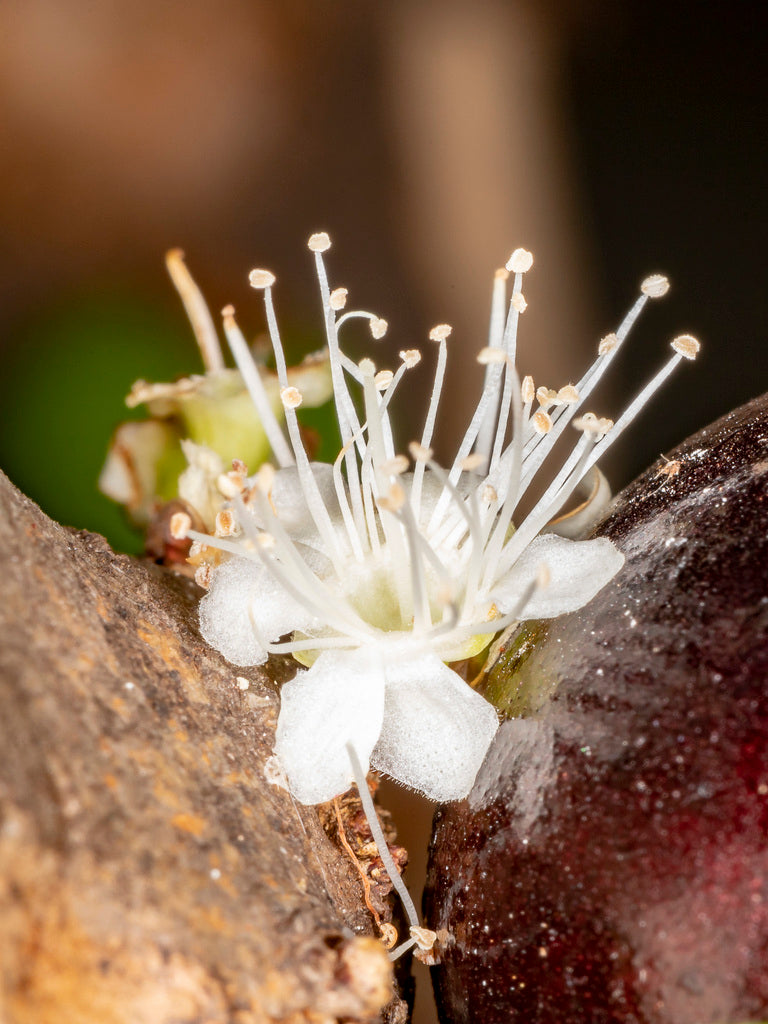 Plinia Flower seeds for Planting - Hardy Variety, Heirloom & GMO Free Seeds for Home Garden