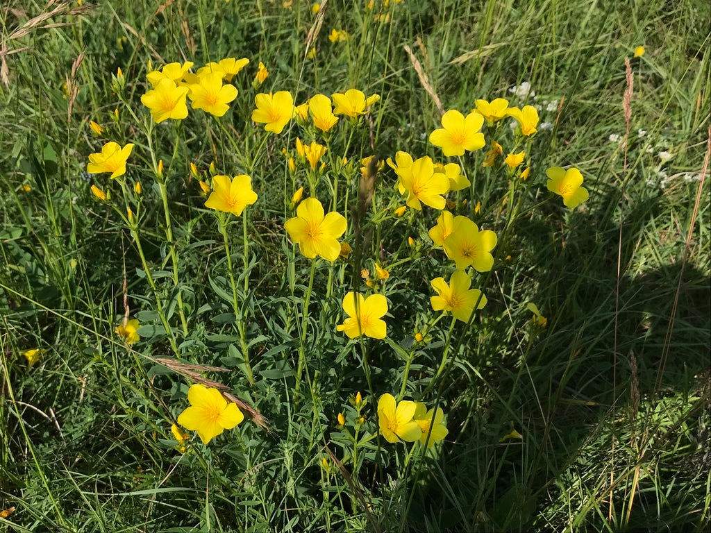 Heirloom Linum Flavum Flower seeds for Planting Wildflower Mix Heirloom & GMO Free Seeds for Home Garden