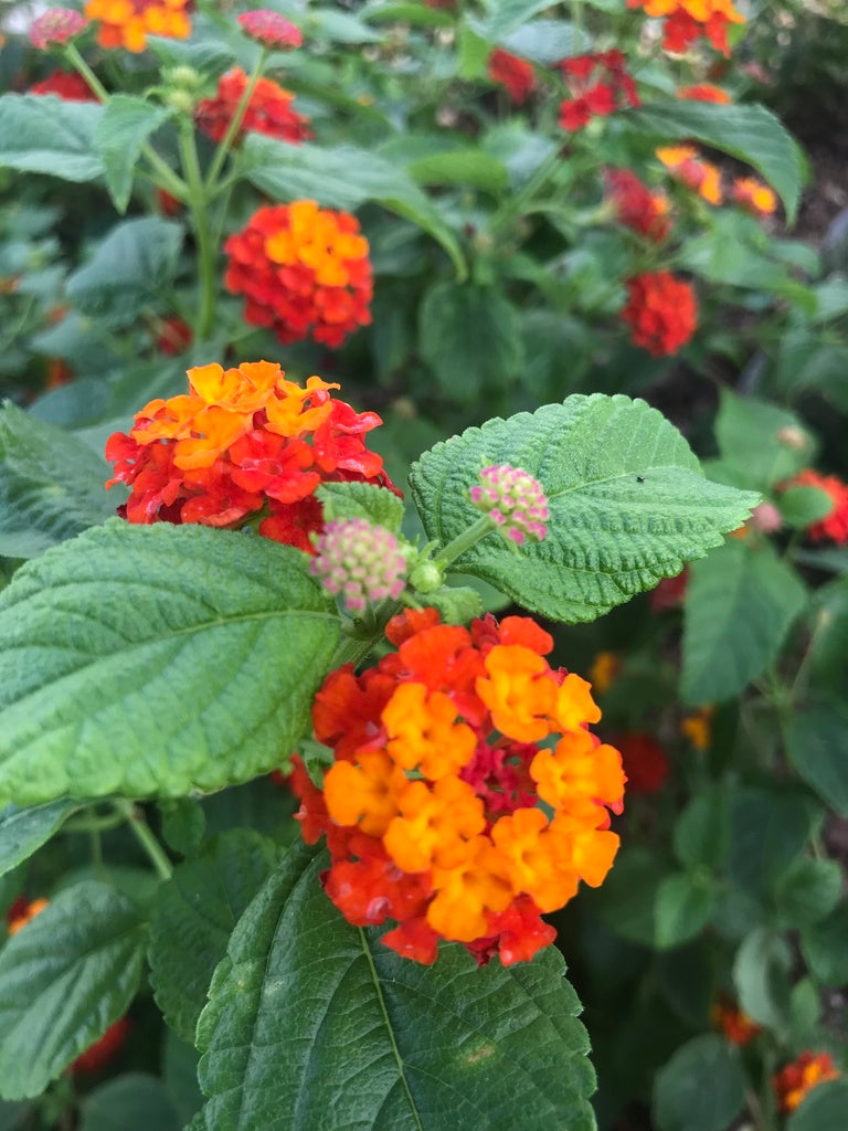 Wandelrose Flower seeds for Planting Easy to Grow, Heirloom & GMO Free Seeds for Home Garden vegetable and garden seeds