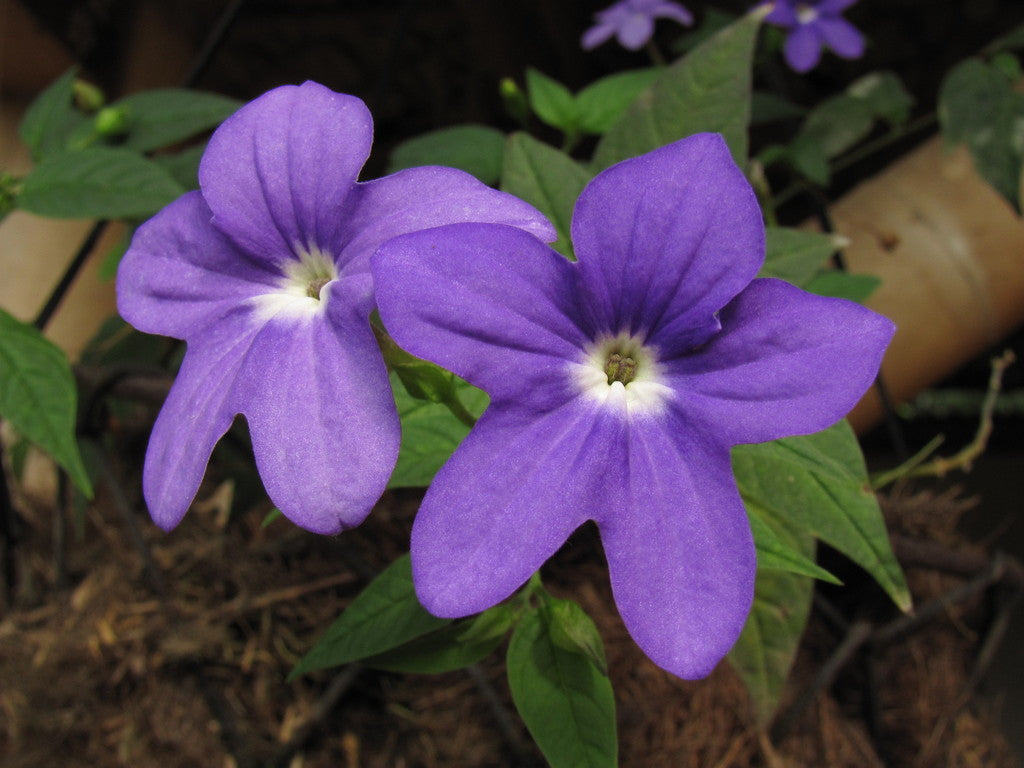 Heirloom Browallia Flower seeds for Planting Fragrant Blossoms Heirloom & GMO Free Seeds for Home Garden