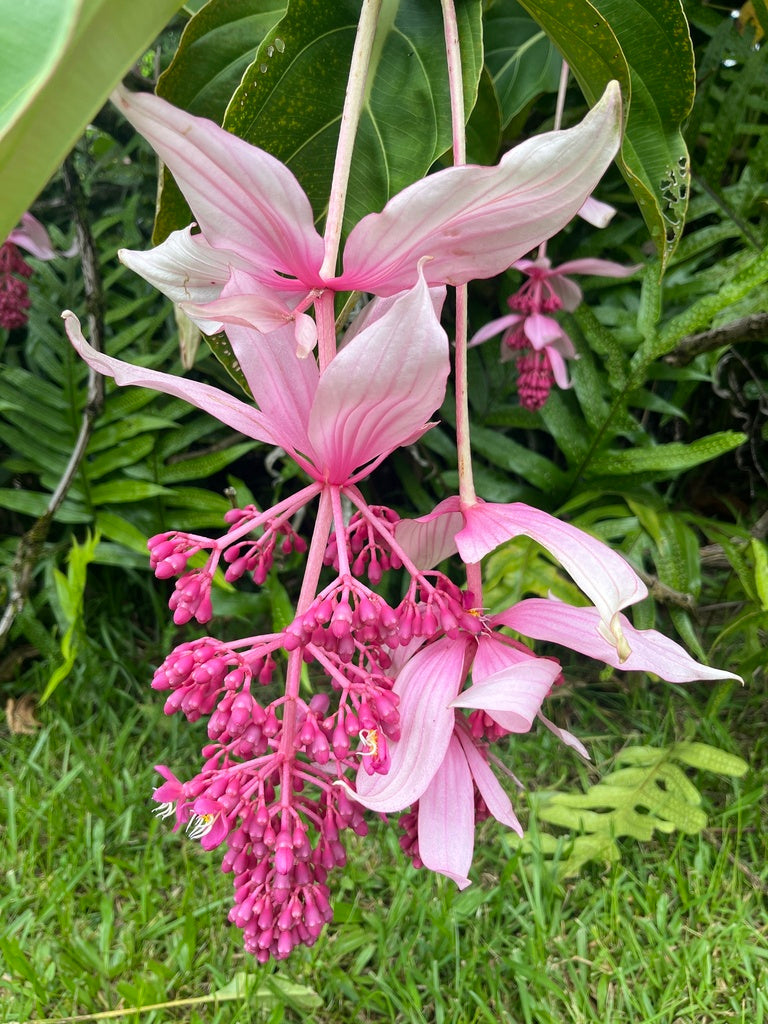 Medinilla Flower seeds for Planting Low Maintenance, Heirloom & GMO Free Seeds for Home Garden vegetable and garden seeds