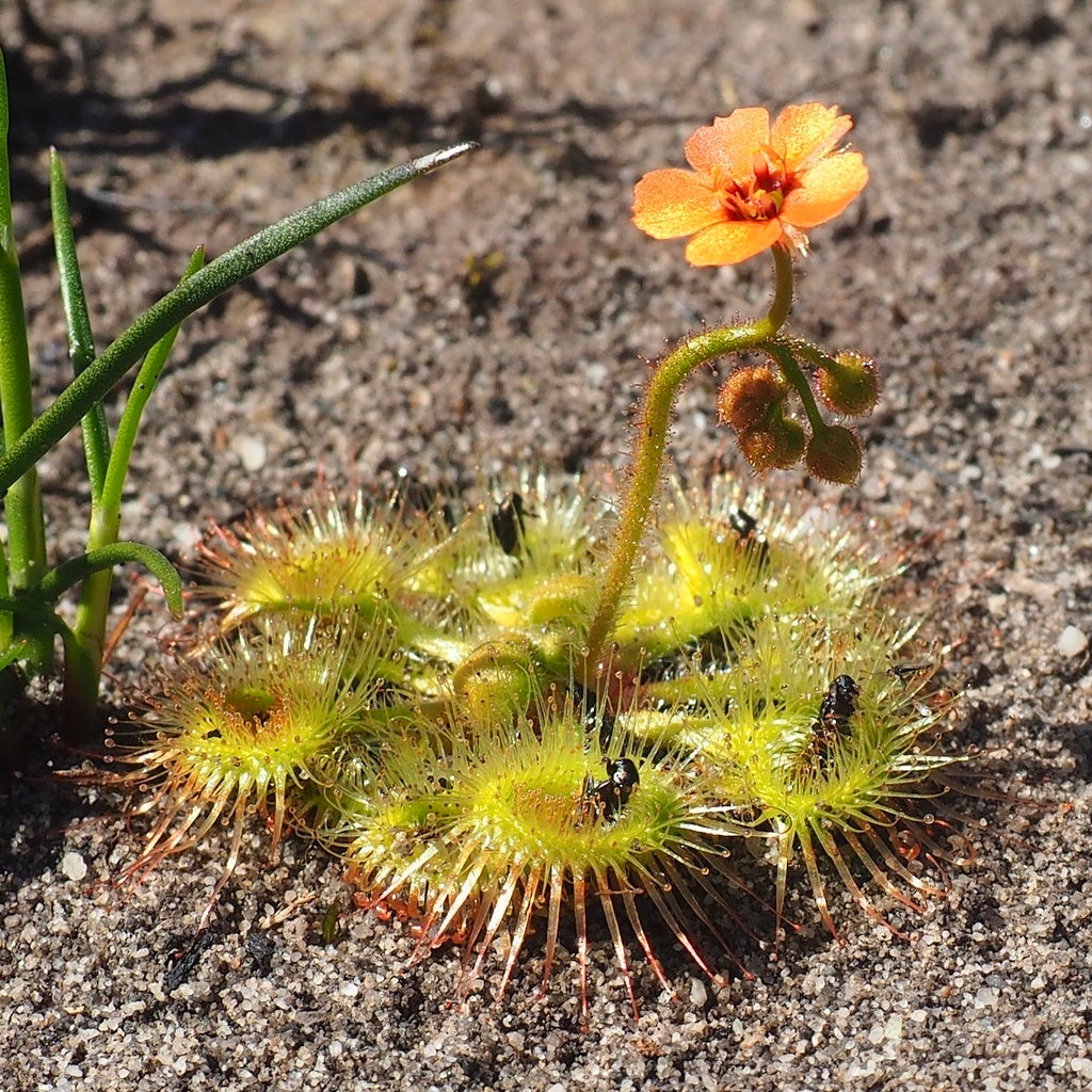 Premium Drosera Glanduligera (Pimpernel Sundew) Flower seeds for Planting Sun Loving, Heirloom & GMO Free Seeds for Home Garden seeds