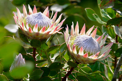 Protea Flower seeds for Planting Low Maintenance Heirloom & GMO Free Seeds for Home Garden