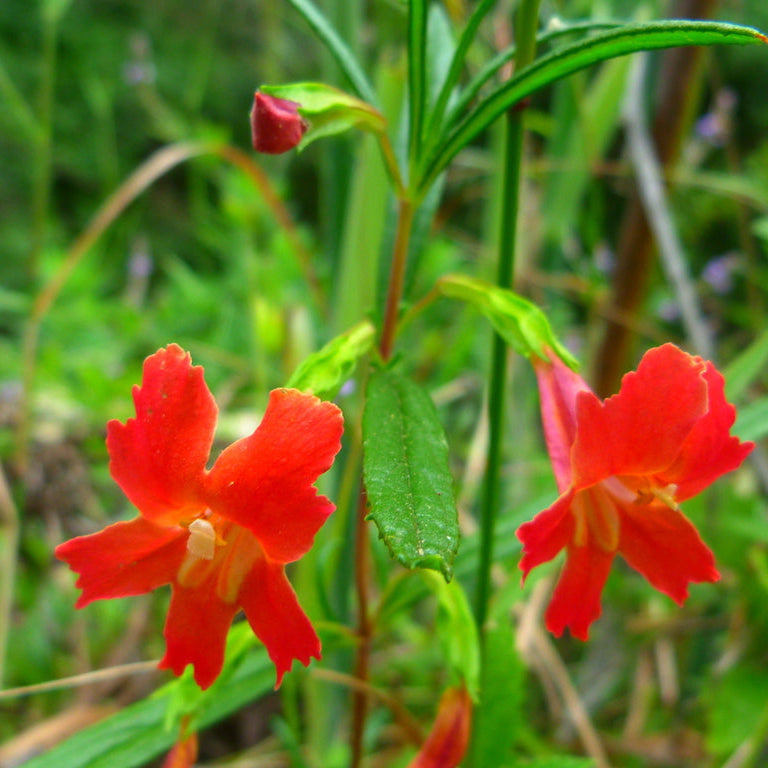 Premium Red Monkey Flower seeds for Planting Compact Growth, Heirloom & GMO Free Seeds for Home Garden seeds