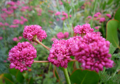 Eriogonum Grande Flower seeds for Planting, Pollinator Friendly Heirloom & GMO Free Seeds for Home Garden