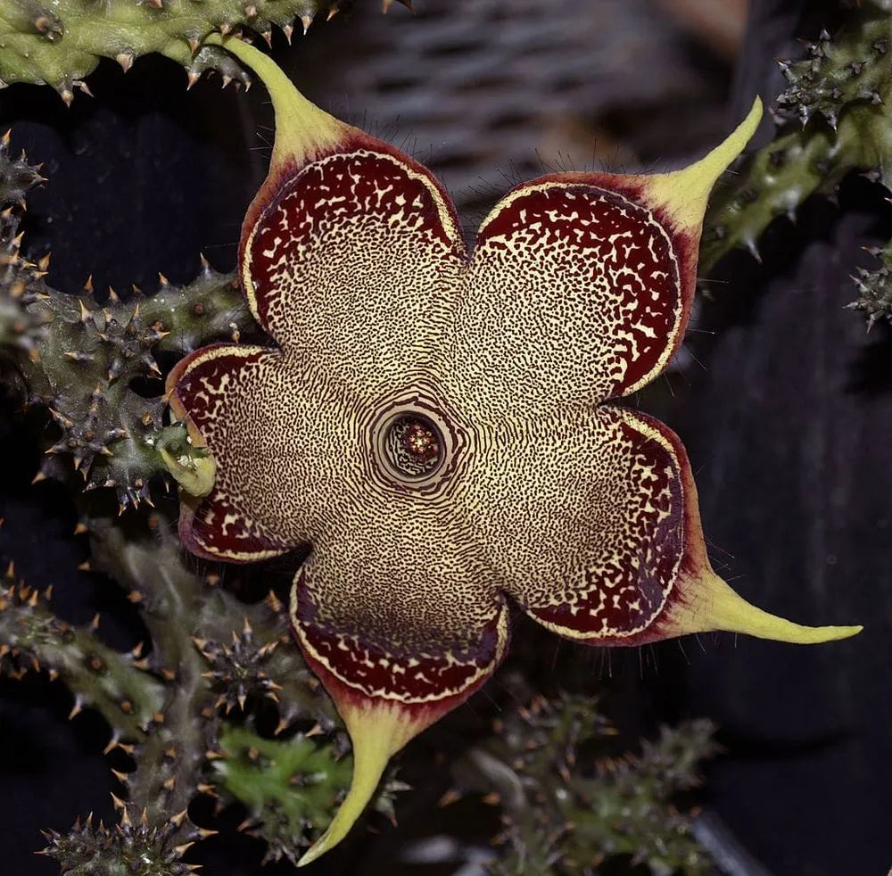 High quality Edithcolea Flower seeds for Planting Seasonal Bloomer, Heirloom & GMO Free Seeds for Home Garden seeds pack