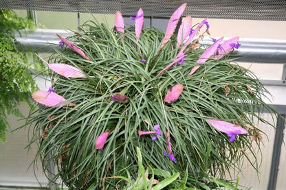 Tillandsia Cyanea Bonsai Flower seeds for Planting Fragrant Blossoms Heirloom & GMO Free Seeds for Home Garden