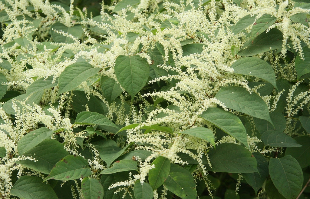 Fallopia Multiflora Flower seeds for Planting Low Maintenance, Heirloom & GMO Free Seeds for Home Garden vegetable and garden seeds