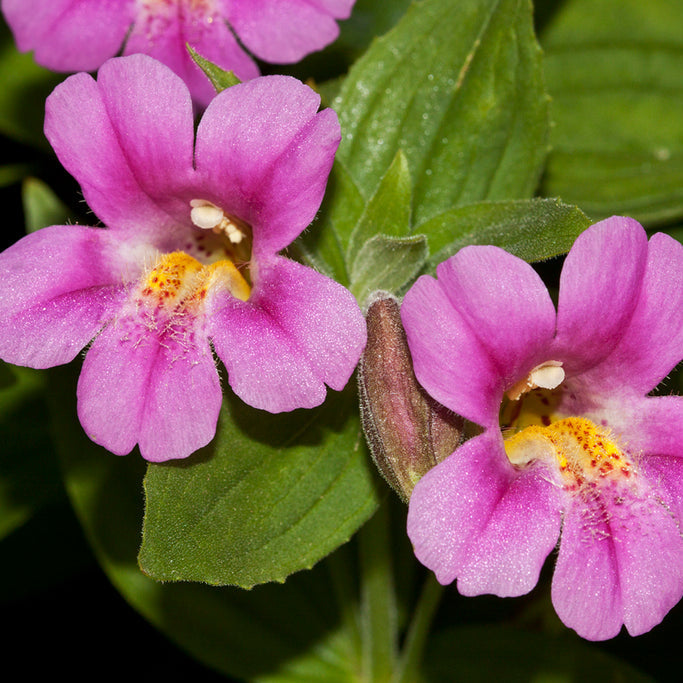 Premium Purple Mimulus Lewisii Flower seeds for Planting Easy to Grow, Heirloom & GMO Free Seeds for Home Garden seeds