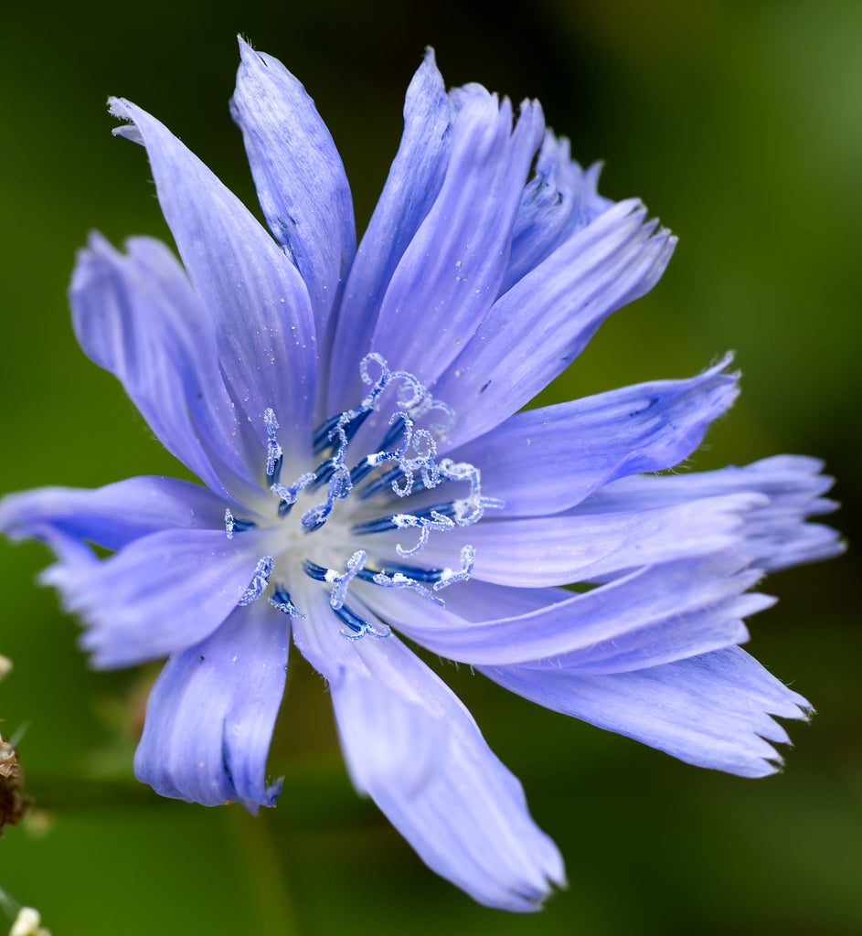 Chicory (Cichorium intybus) Flower & Herb Seeds – Blue Daisy, Blue Sailors, Coffeeweed, Succory