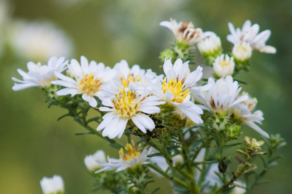 Premium White Prairie Aster Flower seeds for Planting Cut Flower Favorite, Heirloom & GMO Free Seeds for Home Garden seeds
