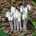 White Monotropa Uniflora Flower seeds for Planting Compact Growth, Heirloom & GMO Free Seeds for Home Garden seeds for planting