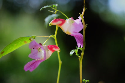 Impatiens Psittacina Flower seeds for Planting Hardy Variety Heirloom & GMO Free Seeds for Home Garden