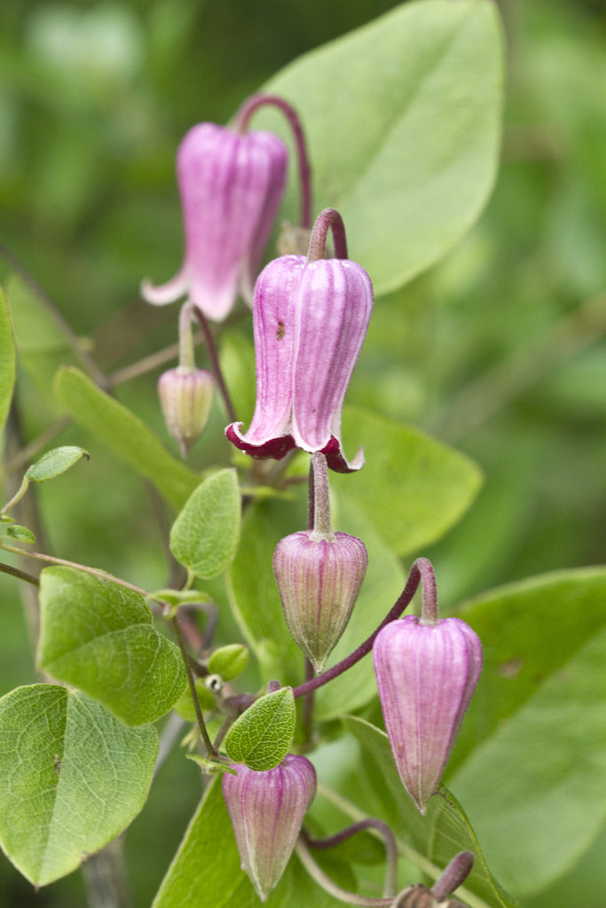 Clematis Reticulata Flower seeds for Planting Low Maintenance Heirloom & GMO Free Seeds for Home Garden