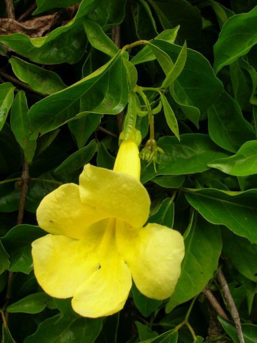 Dolichandra Unguis Flower seeds for Planting Seasonal Bloomer Heirloom & GMO Free Seeds for Home Garden
