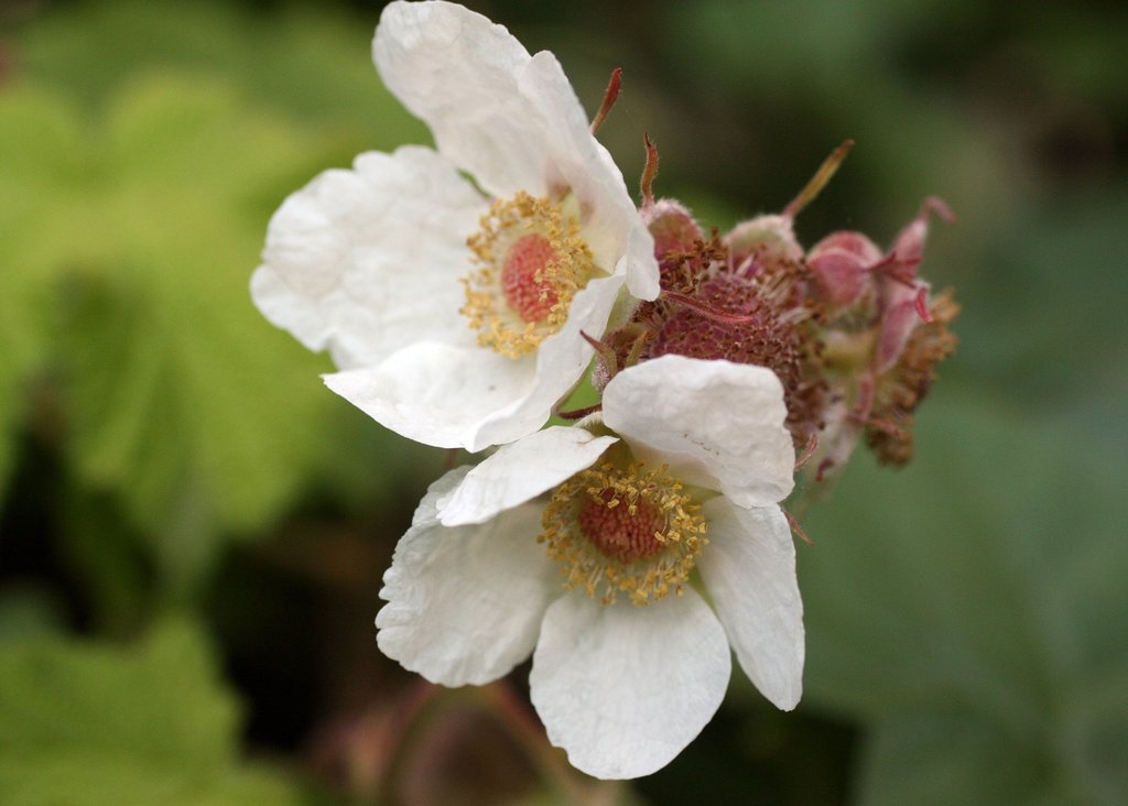 Rubus Parviflorus Flower seeds for Planting, Hardy Variety Heirloom & GMO Free Seeds for Home Garden