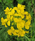Yellow Edible Rape Flower seeds for Planting Bright Blooms, Heirloom & GMO Free Seeds for Home Garden seeds for planting