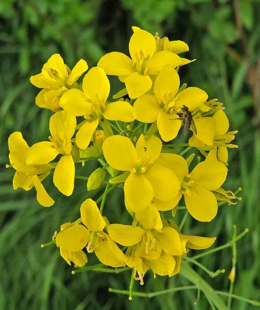 Yellow Edible Rape Flower seeds for Planting Bright Blooms, Heirloom & GMO Free Seeds for Home Garden seeds for planting