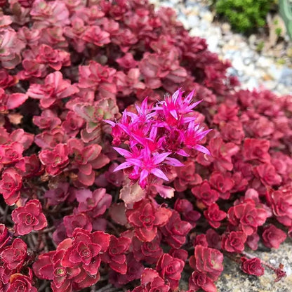 Sedum Dragons Blood Groundcover Flower seeds for Planting - Compact Growth, Heirloom & GMO Free Seeds for Home Garden