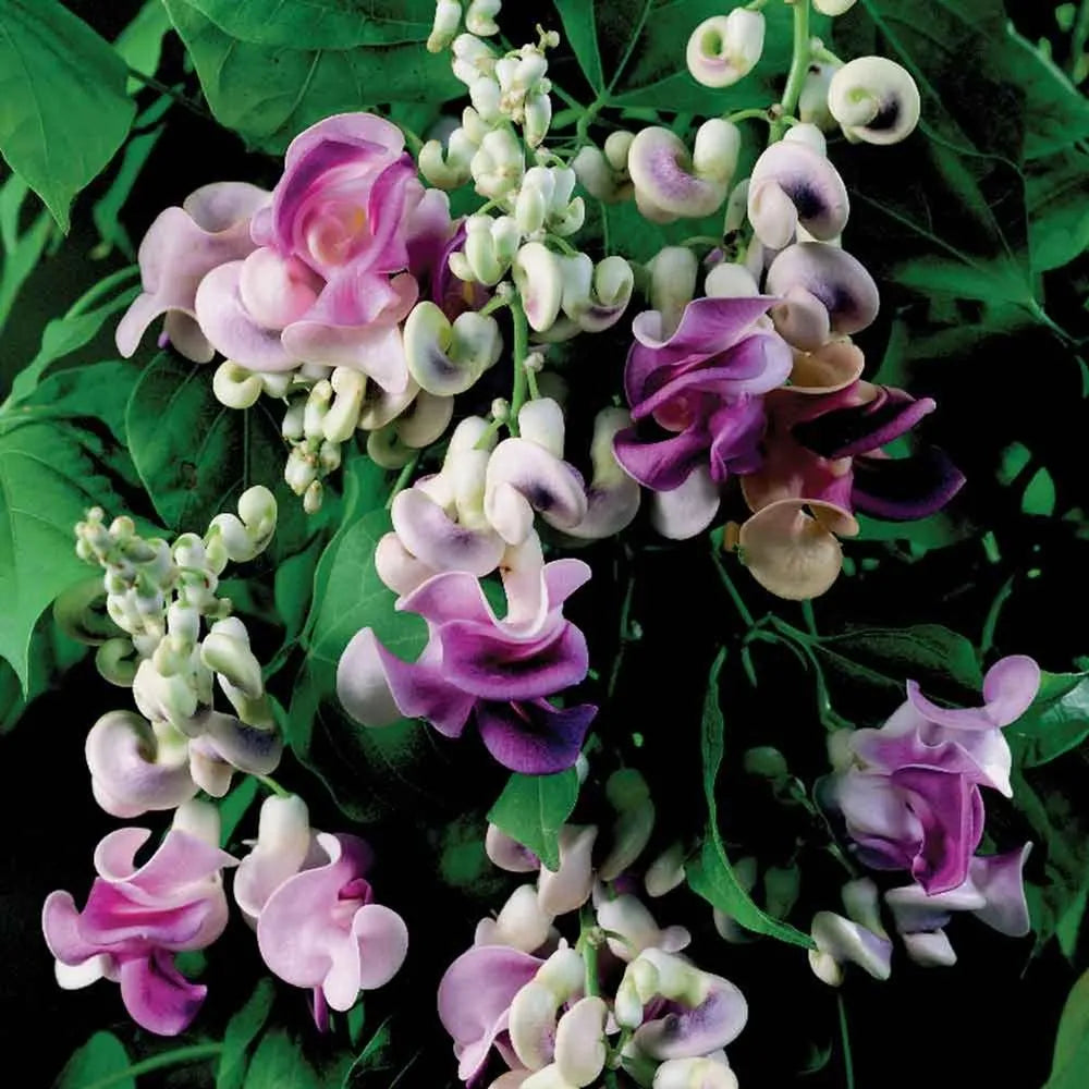Vigna Caracalla Flower seeds for Planting Cottage Garden Essential, Heirloom & GMO Free Seeds for Home Garden vegetable and garden seeds