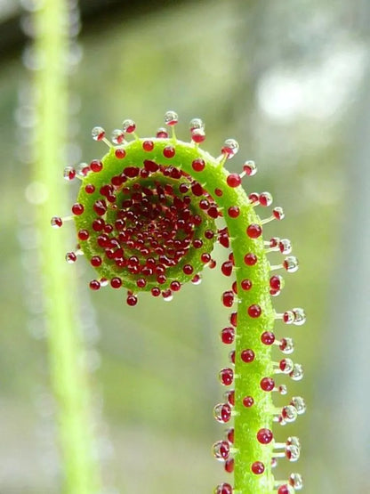 Drosophyllum Lusitanicum Carnivorous Seeds – Heirloom Non-GMO Bright Blooms for Garden Planting