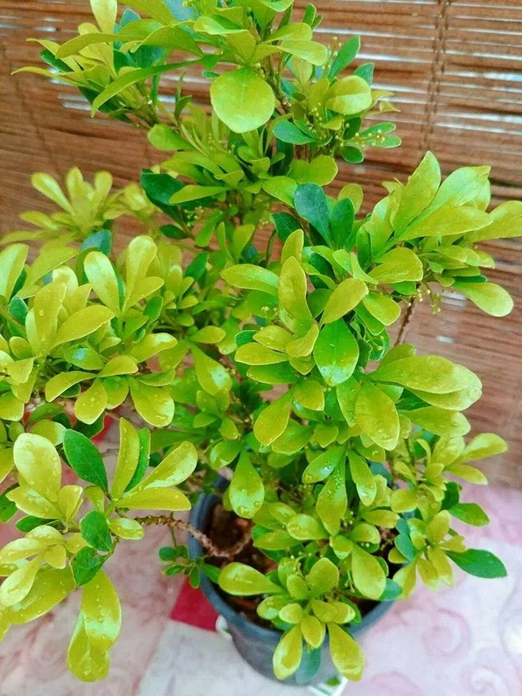 Bonsai Aglaia Odorata Seeds For Planting