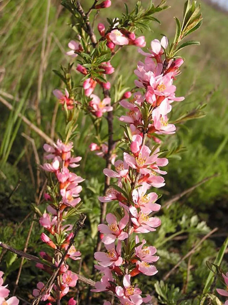 Dwarf Russian Almond (Prunus Tenella) - Rose Red & Pink Fragrant Flower Shrub Seeds