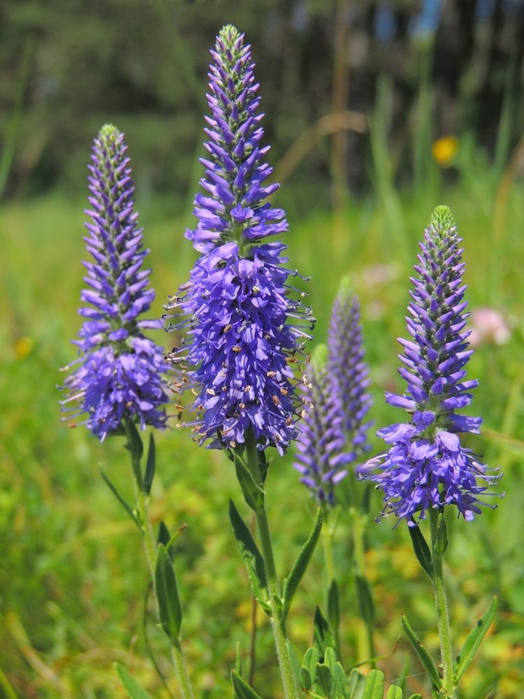 Veronica Spicata Flower seeds for Planting Pollinator Friendly, Heirloom & GMO Free Seeds for Home Garden vegetable and garden seeds
