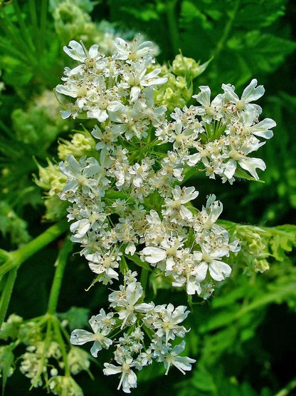 Myrrhis Odorata Flower seeds for Planting Seasonal Bloomer Heirloom & GMO Free Seeds for Home Garden