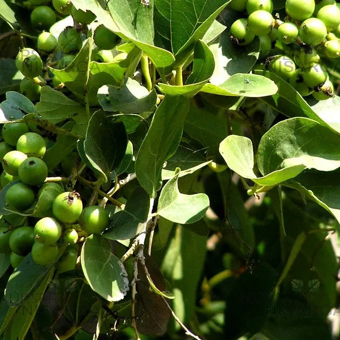 High quality Green Toddalia Fruit Seeds for Planting Sun Loving, Heirloom & GMO Free Seeds for Home Garden seeds pack