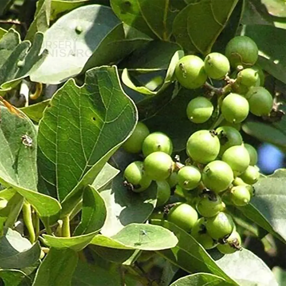 Green Toddalia Fruit Seeds for Planting Sun Loving, Heirloom & GMO Free Seeds for Home Garden vegetable and garden seeds
