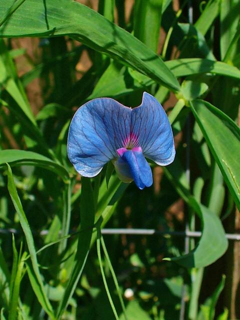 High quality Blue Lathyrys Satuvys Flower seeds for Planting Perfect for Borders, Heirloom & GMO Free Seeds for Home Garden seeds pack