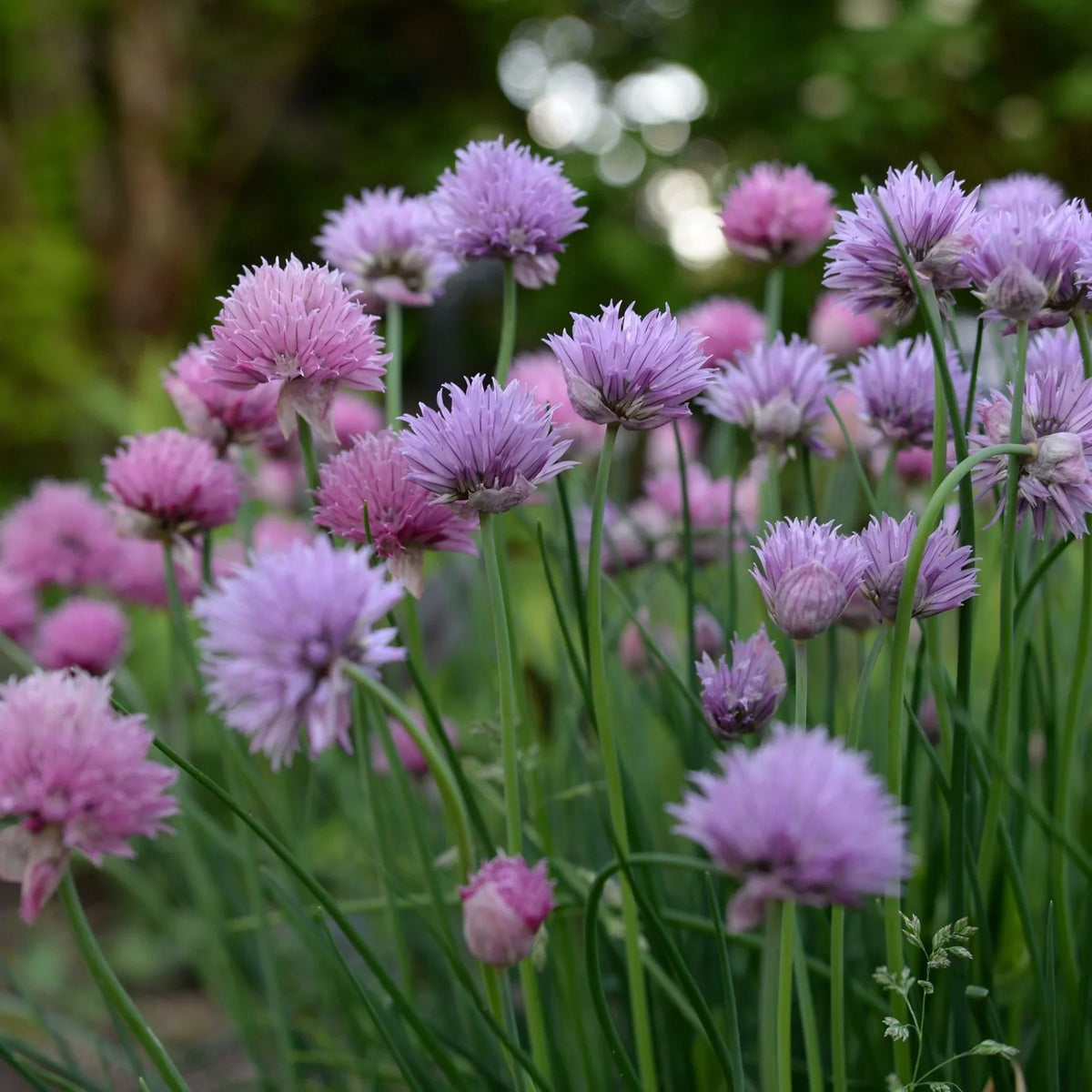Rustic Ciboulette Flower Seeds – Heirloom Non-GMO, Seasonal Bloomer for Home Garden Planting