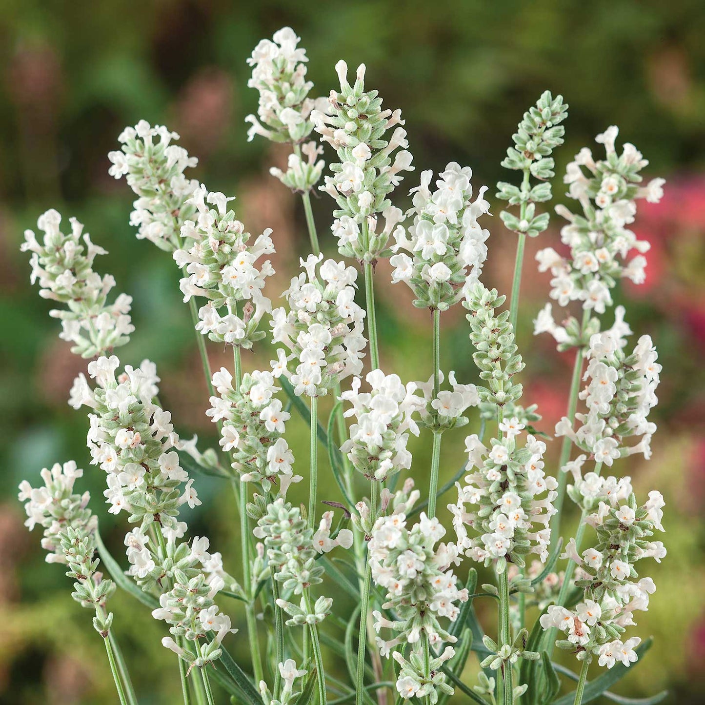 White Lavender Ellagance Flower seeds for Planting - Premium Quality, Heirloom & GMO Free Seeds for Home Garden