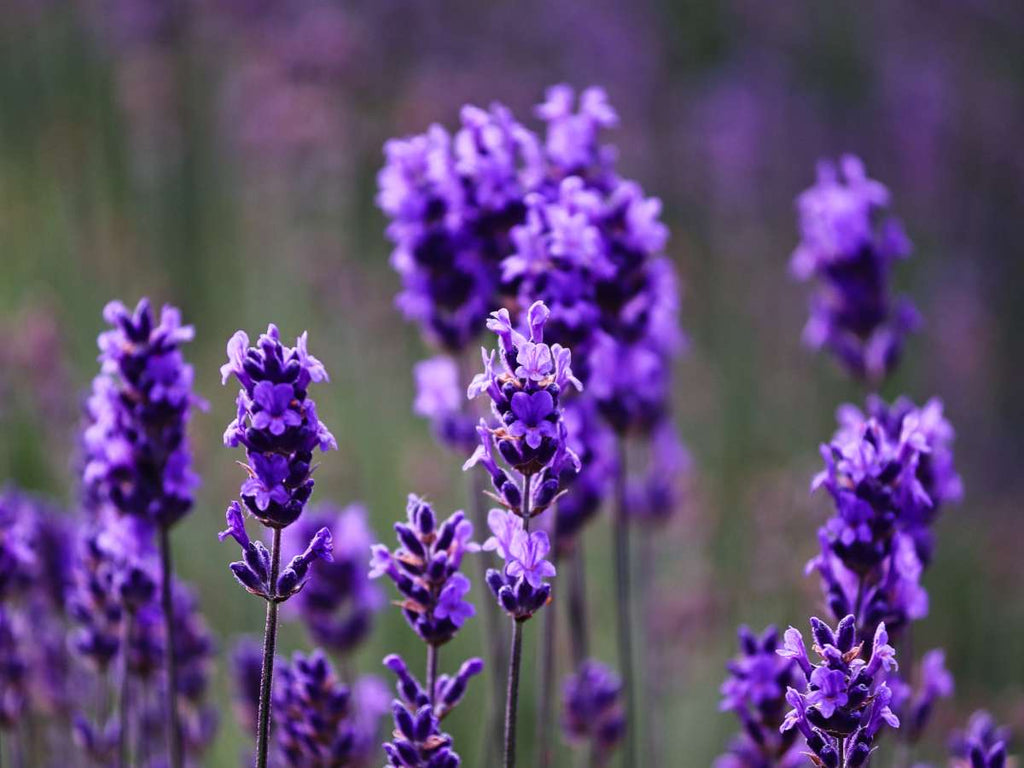 Lavandula Flower seeds for Planting Long Bloom Season Heirloom & GMO Free Seeds for Home Garden vegetable and garden seeds