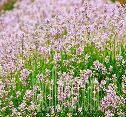 Premium Pink Lavender Marjoram Flower seeds for Planting Hardy Variety, Heirloom & GMO Free Seeds for Home Garden seeds