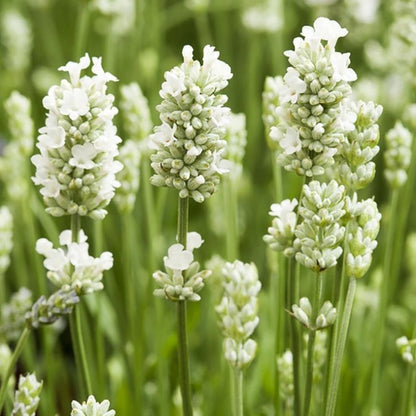 White Ellagance Snow Flower seeds for Planting - Fragrant Blossoms, Heirloom & GMO Free Seeds for Home Garden