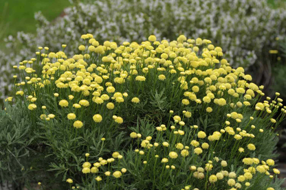 Lavender Cotton yellow button flowers from seeds