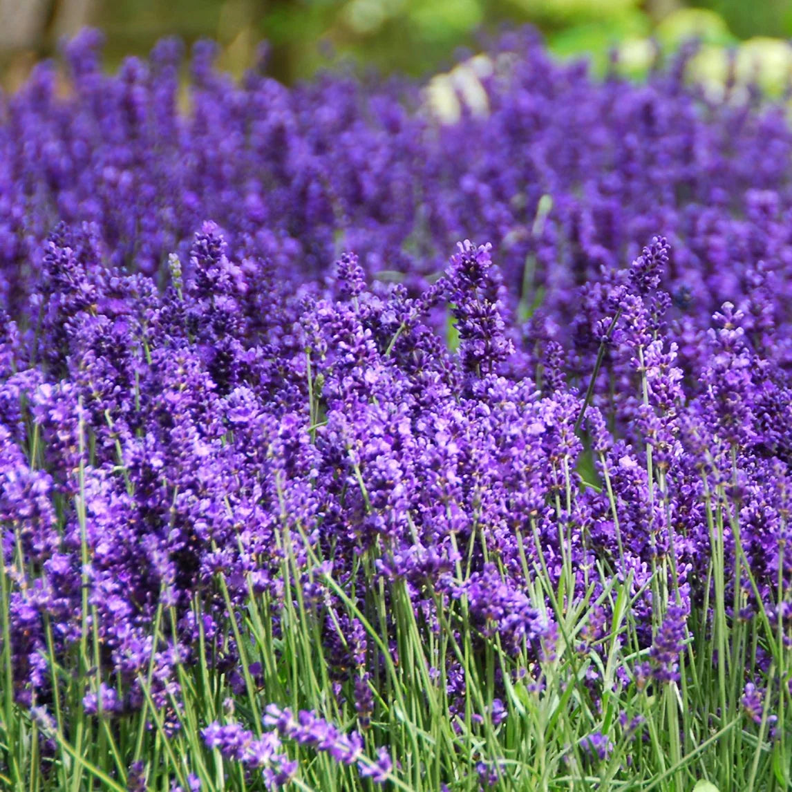 Lavender Flower seeds for Planting Garden Favorite Heirloom & GMO Free Seeds for Home Garden