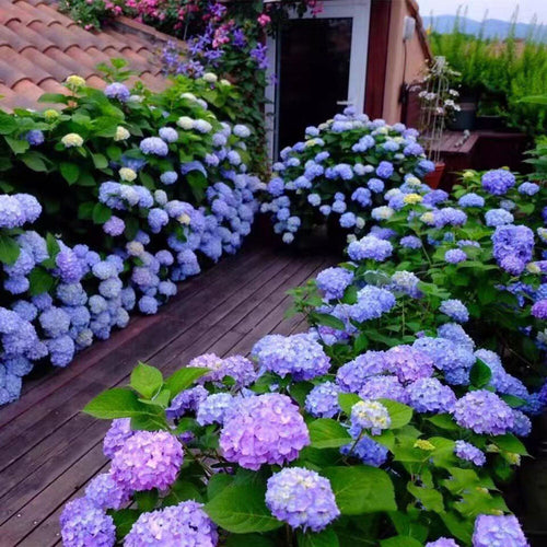 Premium Blue Purple Hydrangea Flower seeds for Planting Easy to Grow, Heirloom & GMO Free Seeds for Home Garden seeds