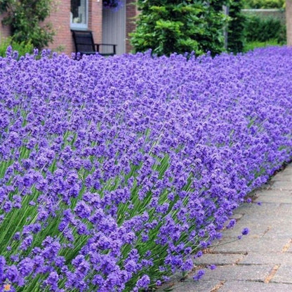 Lavender Munstead Flower seeds for Planting Low Maintenance Heirloom & GMO Free Seeds for Home Garden