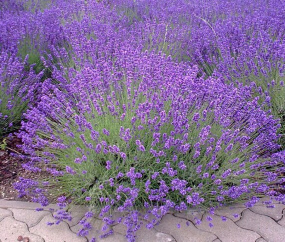 Young Lavender Seedlings Growing in Full Sun