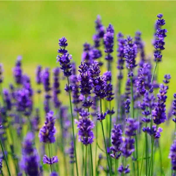 Munstead Lavender Flower seeds for Planting - Seasonal Bloomer, Heirloom & GMO Free Seeds for Home Garden