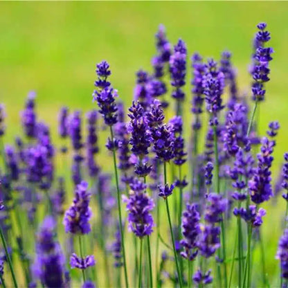 Munstead Lavender Flower seeds for Planting - Seasonal Bloomer, Heirloom & GMO Free Seeds for Home Garden