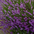 Lavanda Flower seeds for Planting Cut Flower Favorite, Heirloom & GMO Free Seeds for Home Garden seeds for planting