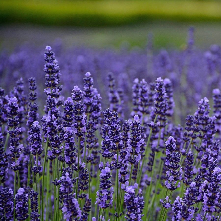Lavender Munstead Flower seeds for Planting Low Maintenance Heirloom & GMO Free Seeds for Home Garden