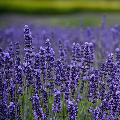 Lavender Munstead Flower seeds for Planting Low Maintenance Heirloom & GMO Free Seeds for Home Garden