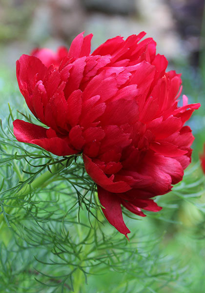 Double Flowering Fernleaf Peony Seeds – Heirloom Non-GMO Blooms for Garden Planting