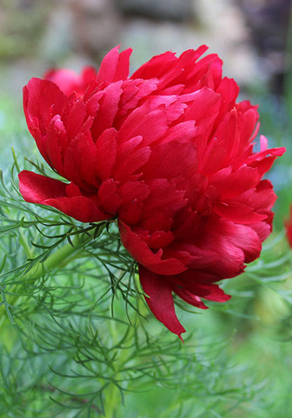 Double Flowering Fernleaf Peony Seeds – Heirloom Non-GMO Blooms for Garden Planting